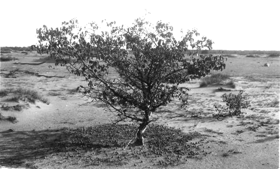 Postcard photo of the Big Prairie Desert