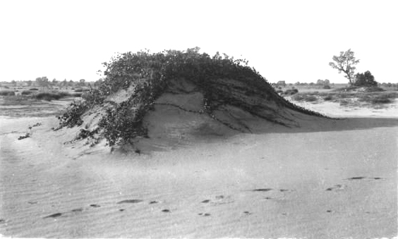 Postcard photo of the Big Prairie Desert