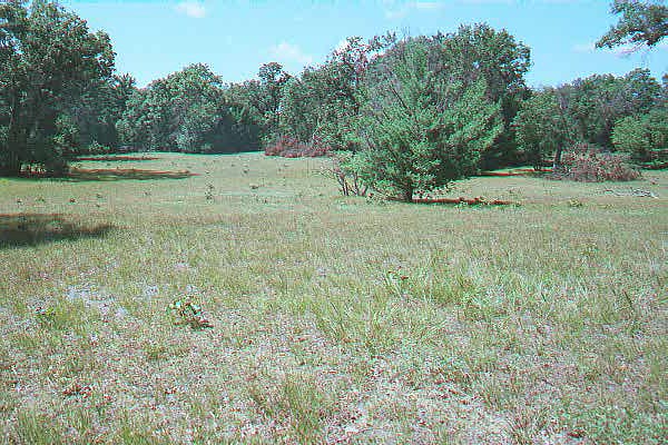 Ore-Ida Prairie oak barren - Copyright 1998 Big Prairie Publishing