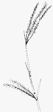 Big Bluestem - Copyright 1998 Big Prairie Publishing