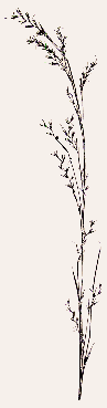 Little Bluestem - Copyright 1998 Big Prairie Publishing