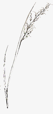 Indian Grass - Copyright 1998 Big Prairie Publishing
