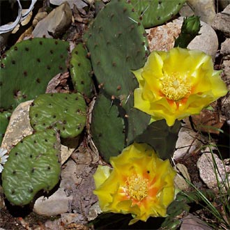 Prickly Pear in Bloom - Copyright 2004 Big Prairie Publishing