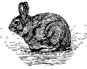 Mysterious Giant Swamp Rabbit