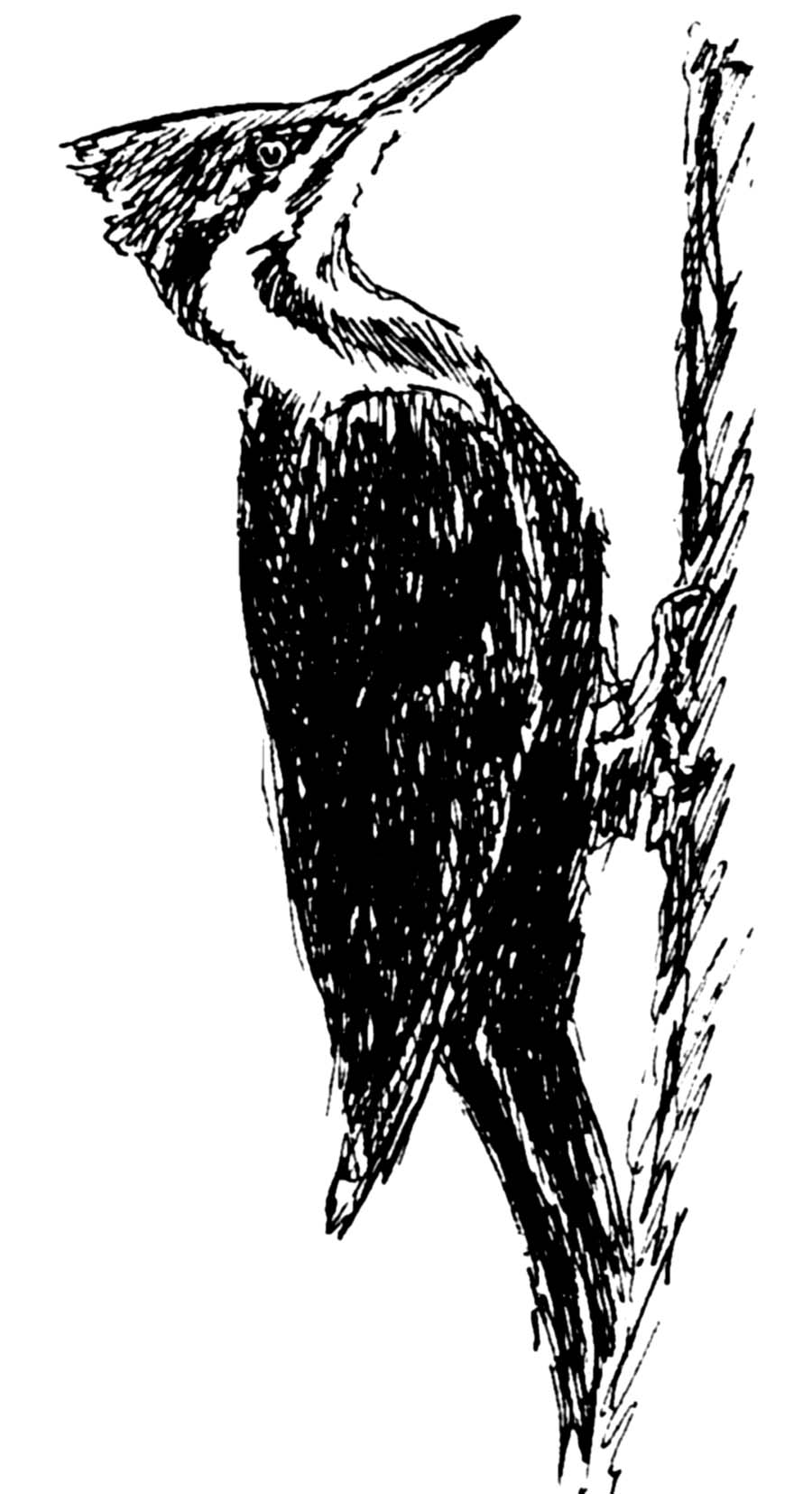 Pileated Woodpecker