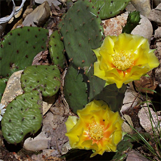 Michigan Prickly Pear Cactus Copyright Big Prairie Publishing