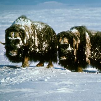 Musk Oxen once live in Michigan