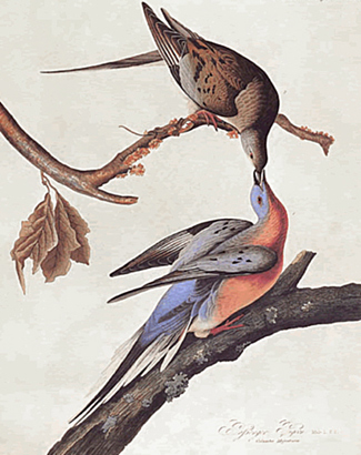 The Passenger Pigeon - No strength in Numbers!