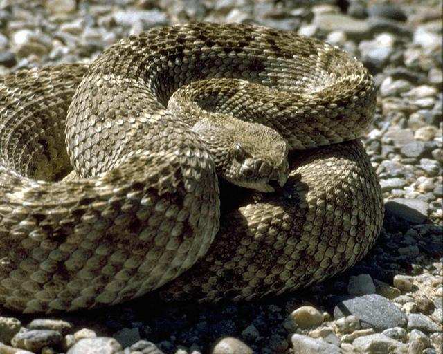 Diamondback Rattlesnake