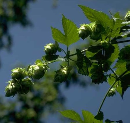 Hops
