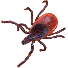 Black Legged Tick