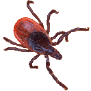 Black Legged Tick